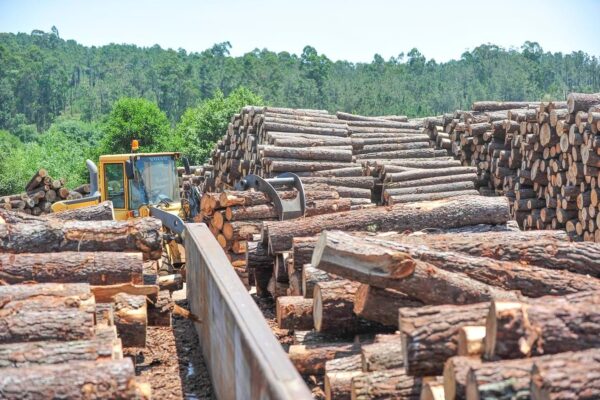 As associações da floresta industrial