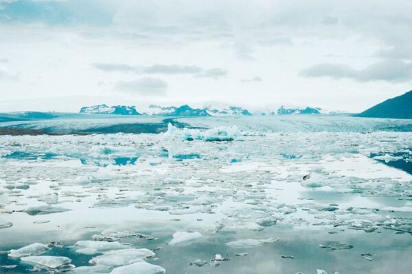 Aquecimento global já ameaça milhares de espécies selvagens