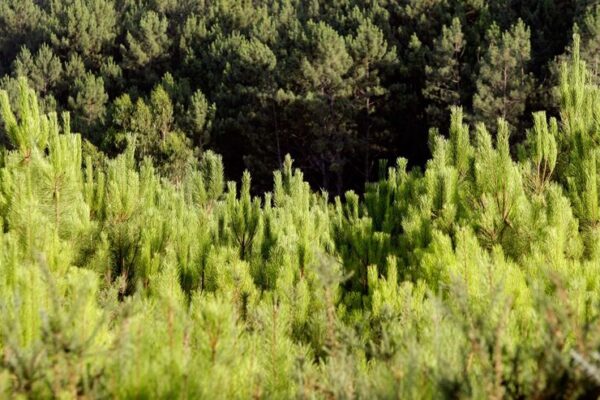 Floresta europeia perde força como aliada contra as alterações climáticas