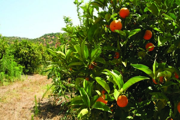 Oportunidades de financiamento para projetos agrícolas com uso sustentável de água e solo