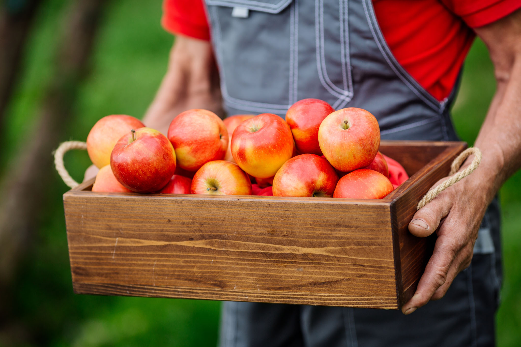 Quem pode candidatar-se