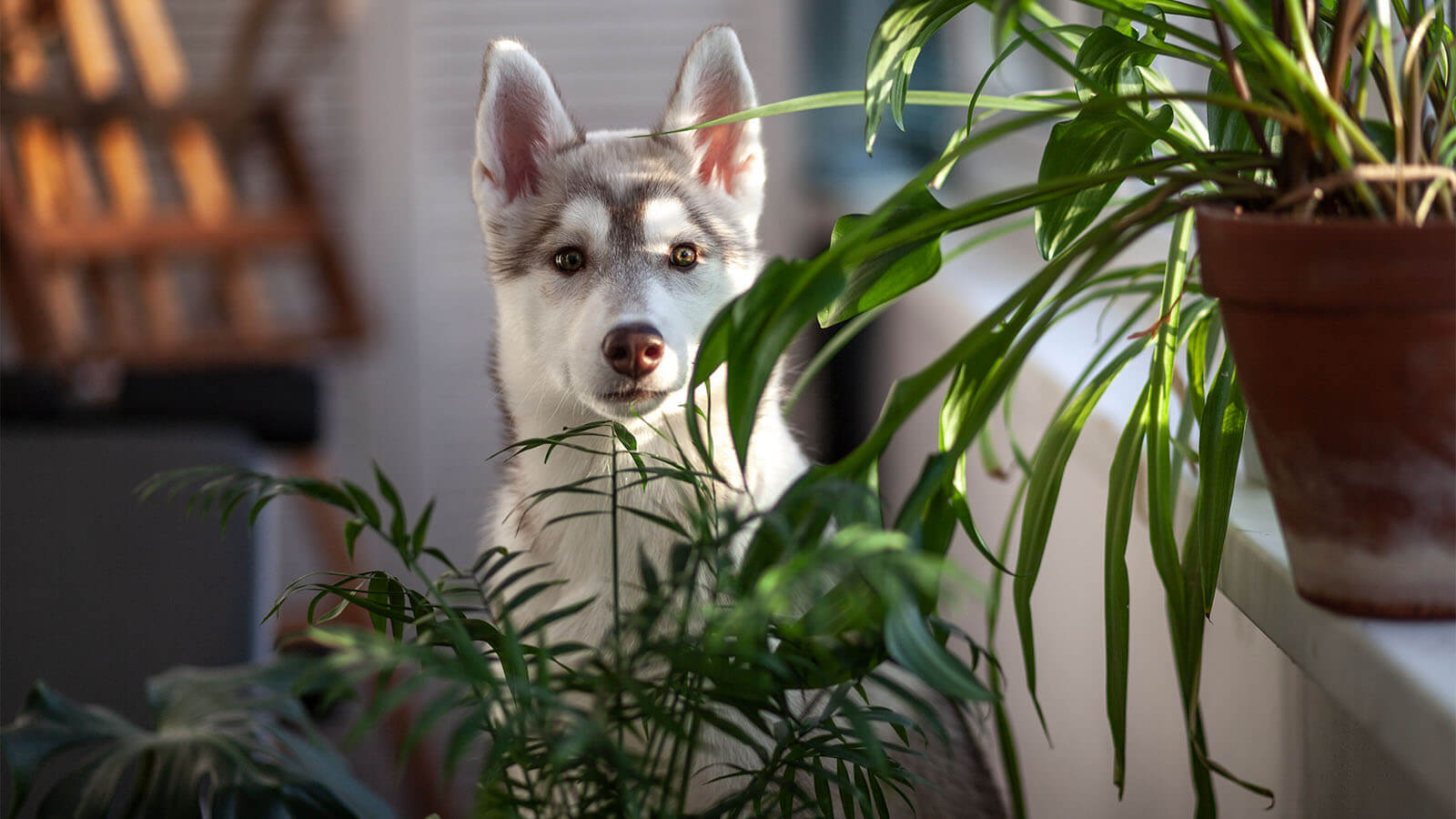 cachorro a espreitar por detrás de plantas na varanda