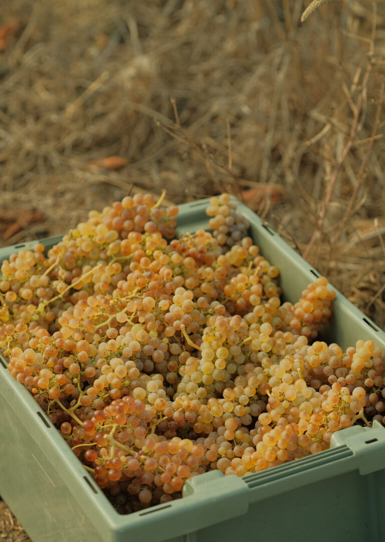 Biogrape