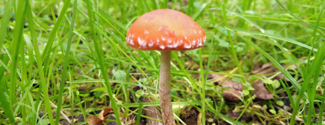 Caça ao cogumelo de Tibães