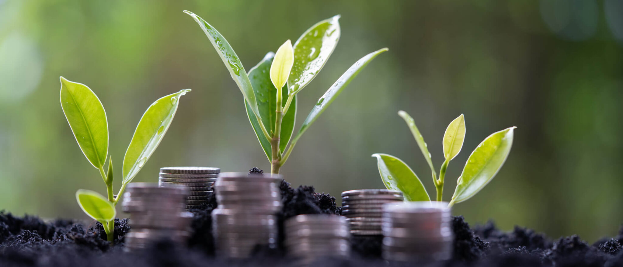 Sustentabilidade e finanças pessoais: a combinação perfeita para o futuro