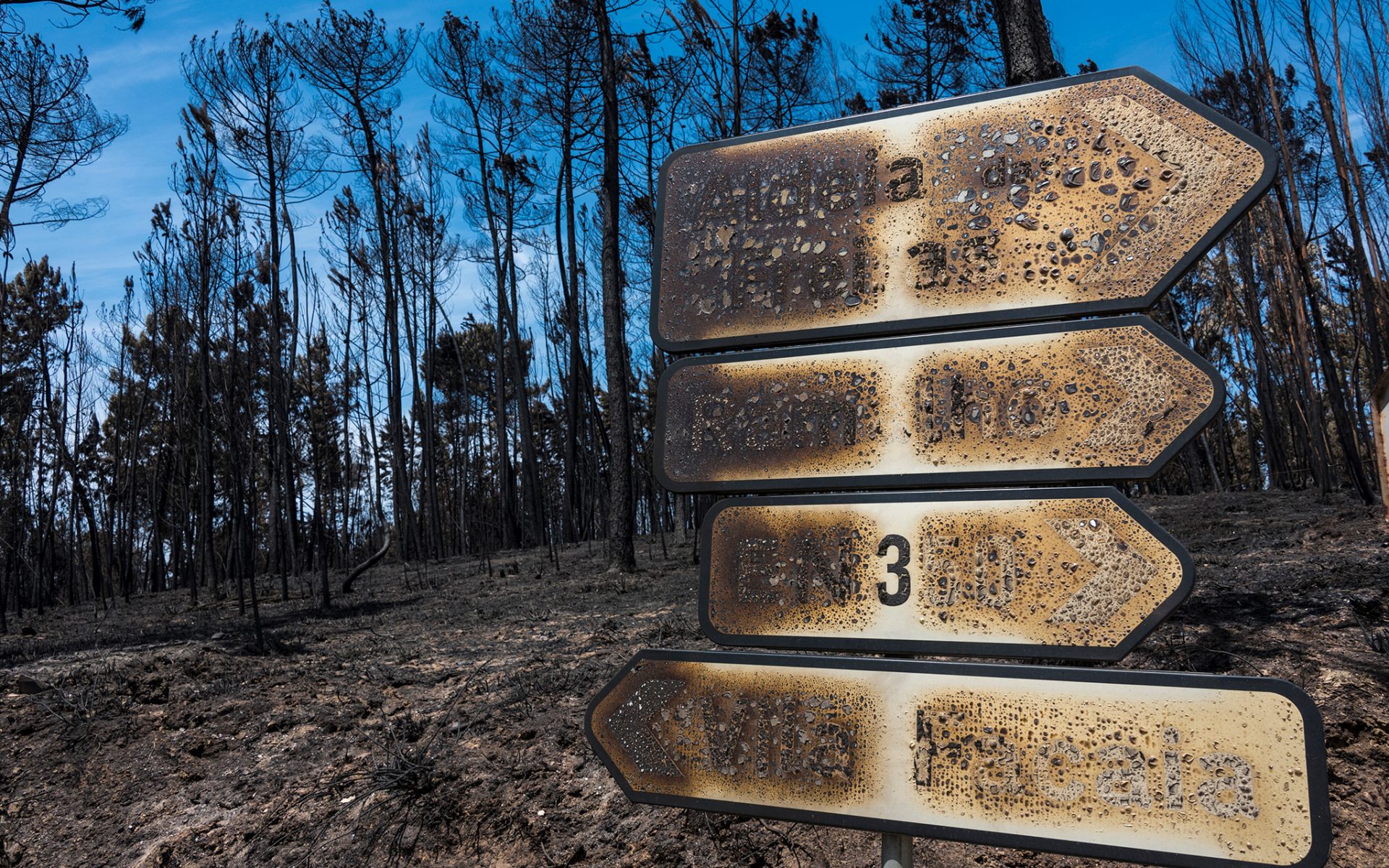 Empresas florestais associam-se às vítimas dos incêndios