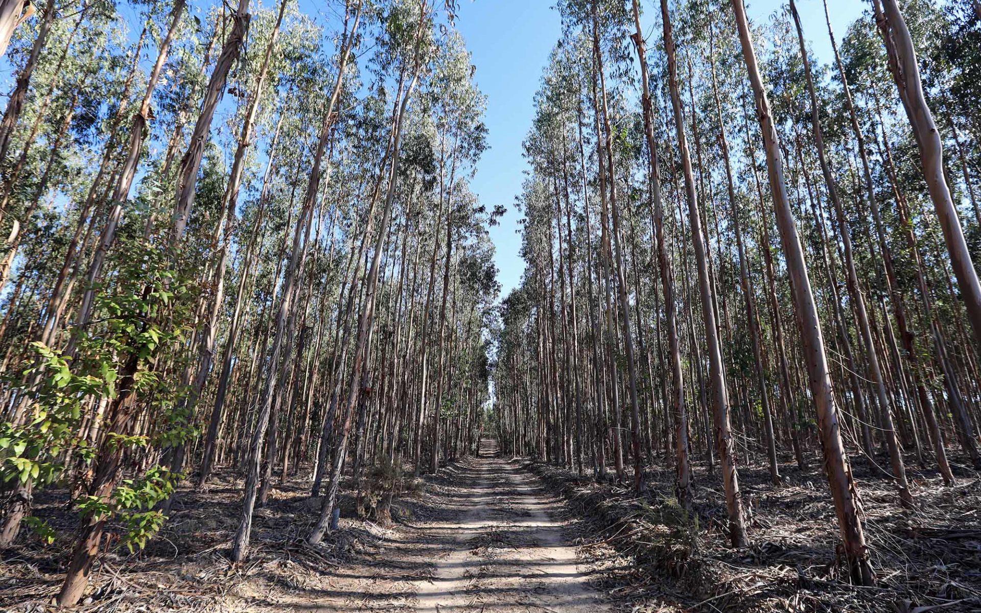 A fábrica da Altriflorestal é a floresta