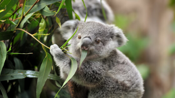 Protocolo com Jardim Zoológico apoia alimentação dos koalas