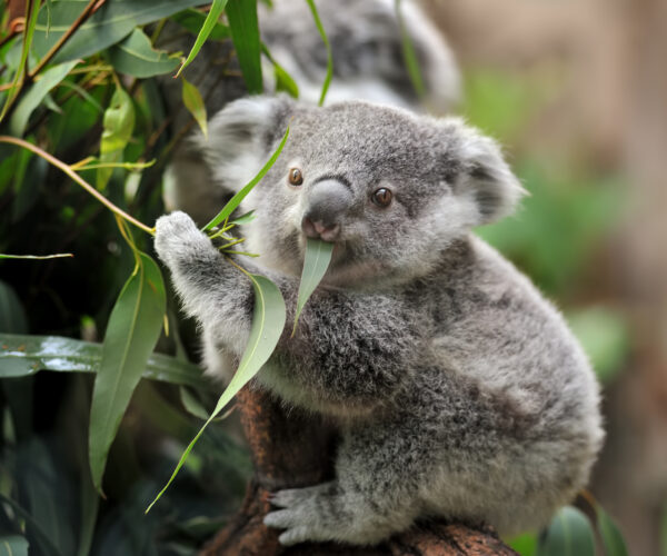 Protocolo com Jardim Zoológico apoia alimentação dos koalas