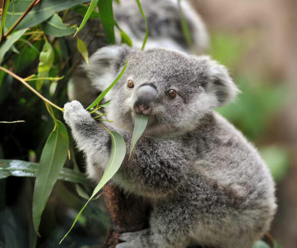 Protocolo com Jardim Zoológico apoia alimentação dos koalas