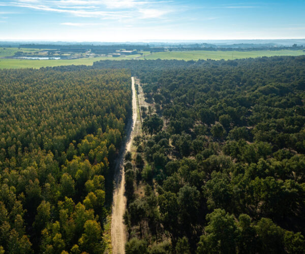 Duas décadas de compromisso com a floresta e a sustentabilidade