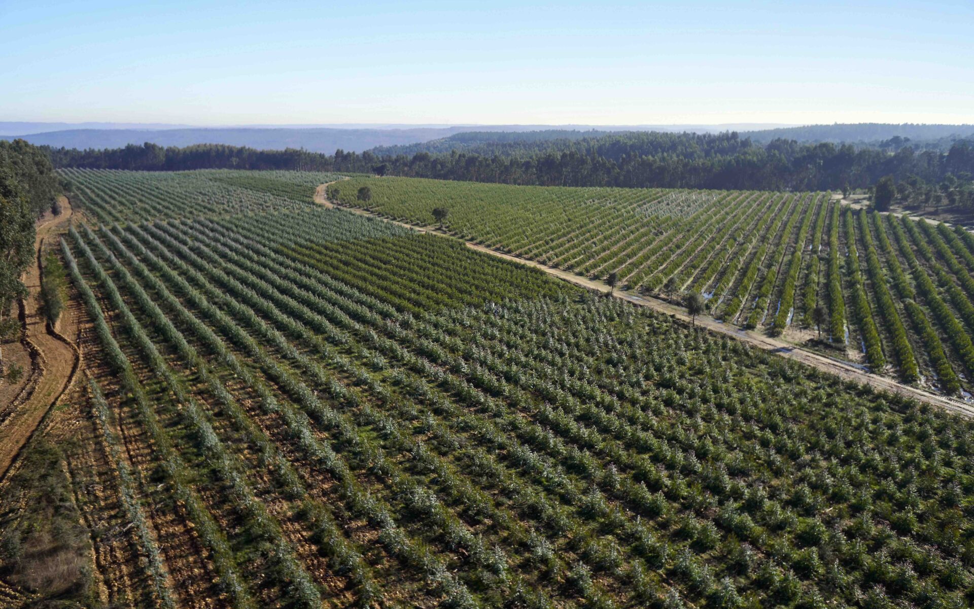 Altri reforça liderança no combate às alterações climáticas