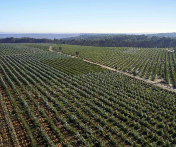 Altri reforça liderança no combate às alterações climáticas