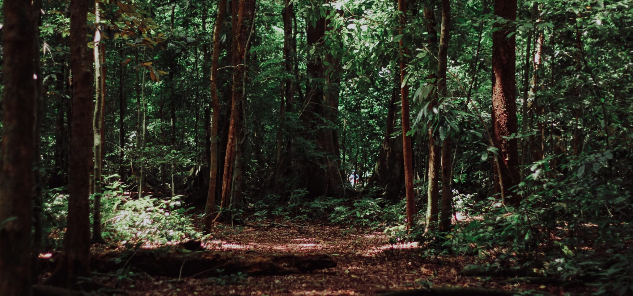 Terapia da floresta: os melhores locais em Portugal para praticar
