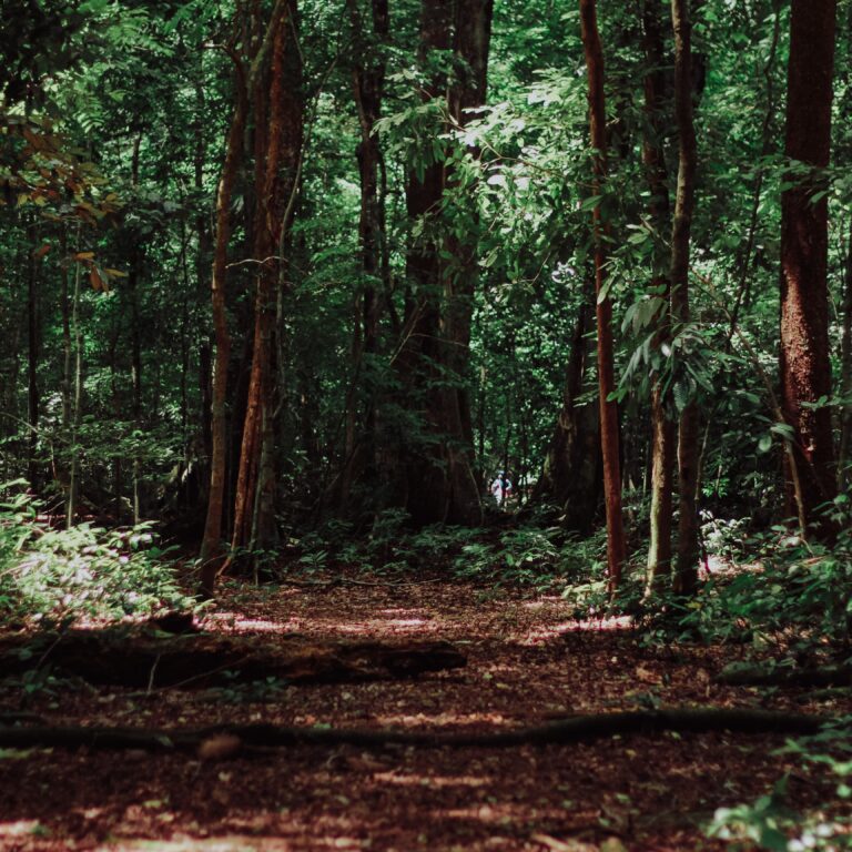 Terapia da floresta: os melhores locais em Portugal para praticar