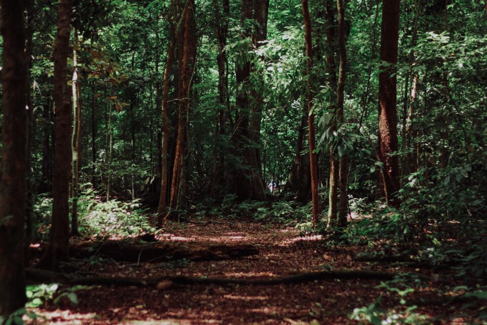 Terapia da floresta: os melhores locais em Portugal para praticar