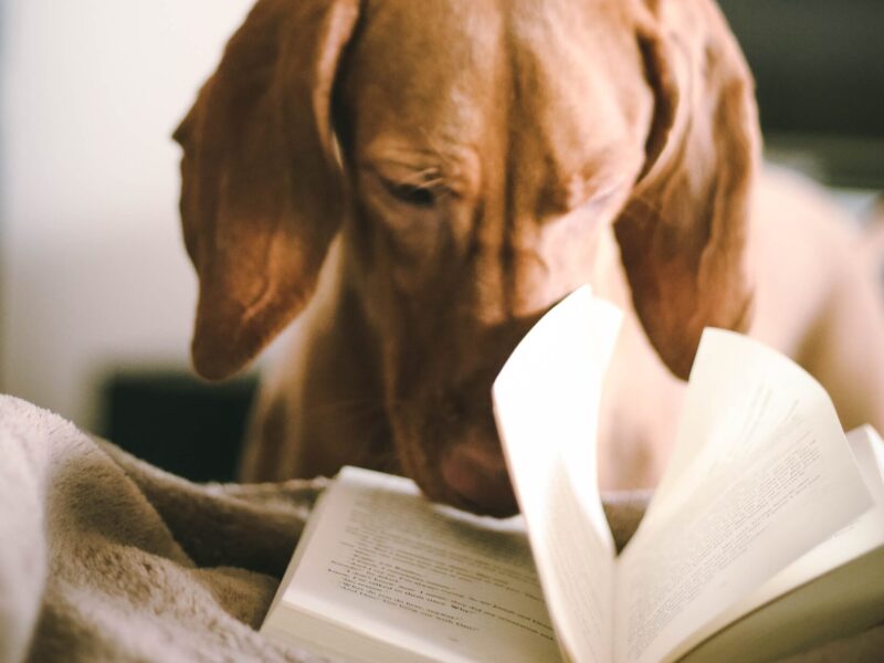 Cinco livros incríveis sobre pandemias para ler agora | #fiqueemcasa