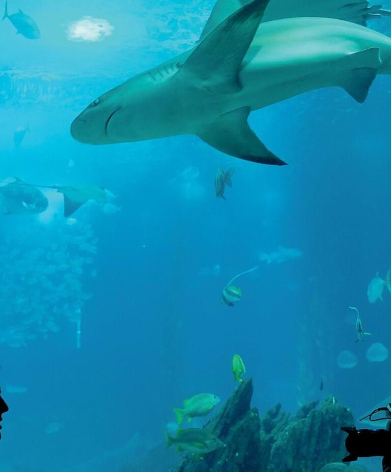 Falsa partida. 2021 abre alas para nova década verde