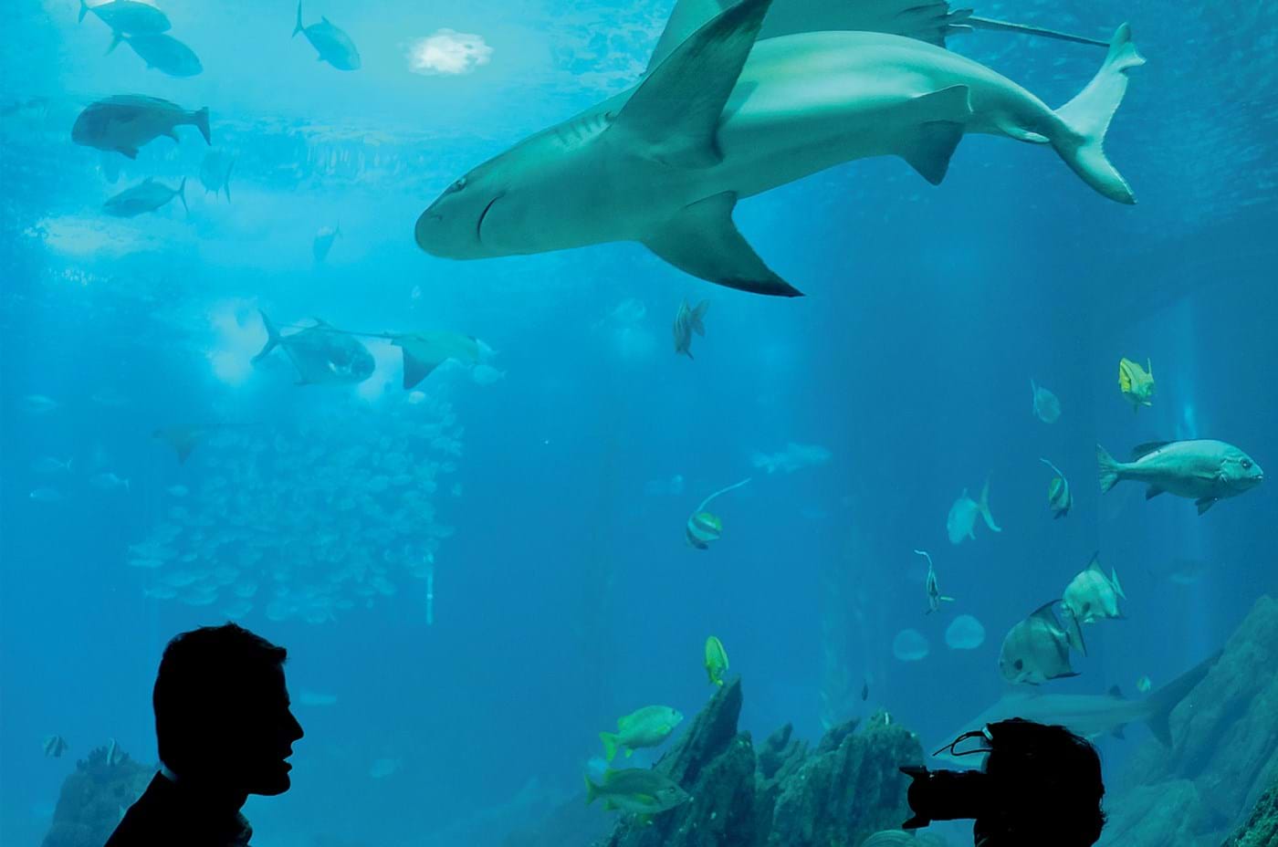 Falsa partida. 2021 abre alas para nova década verde