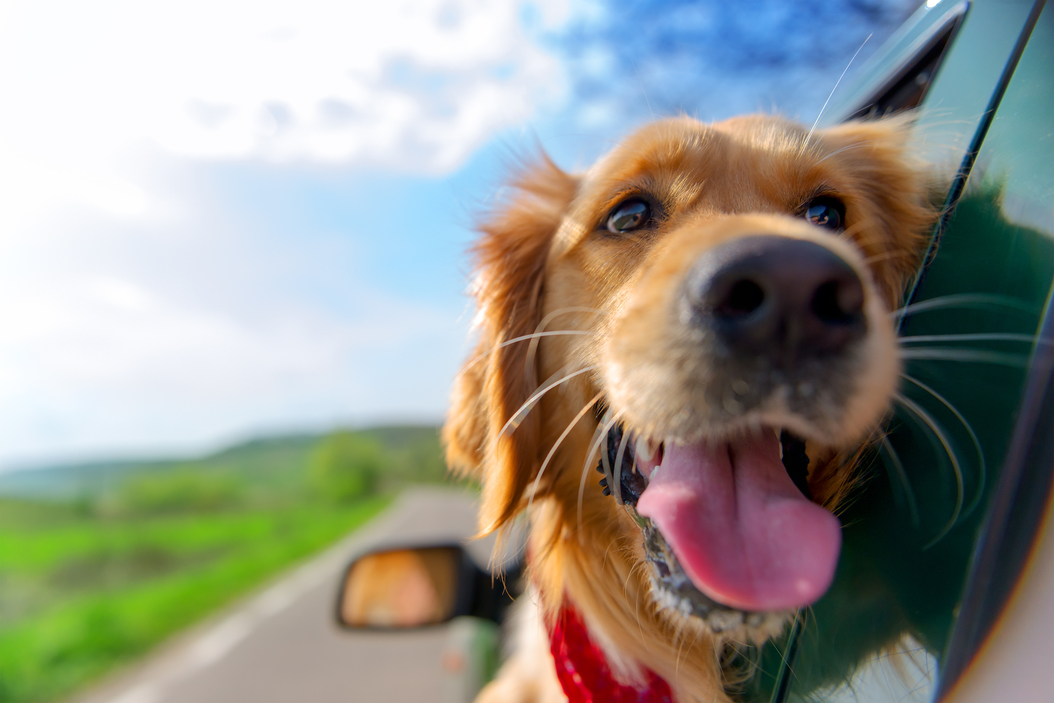 De carro com o seu cão ou gato: como proceder