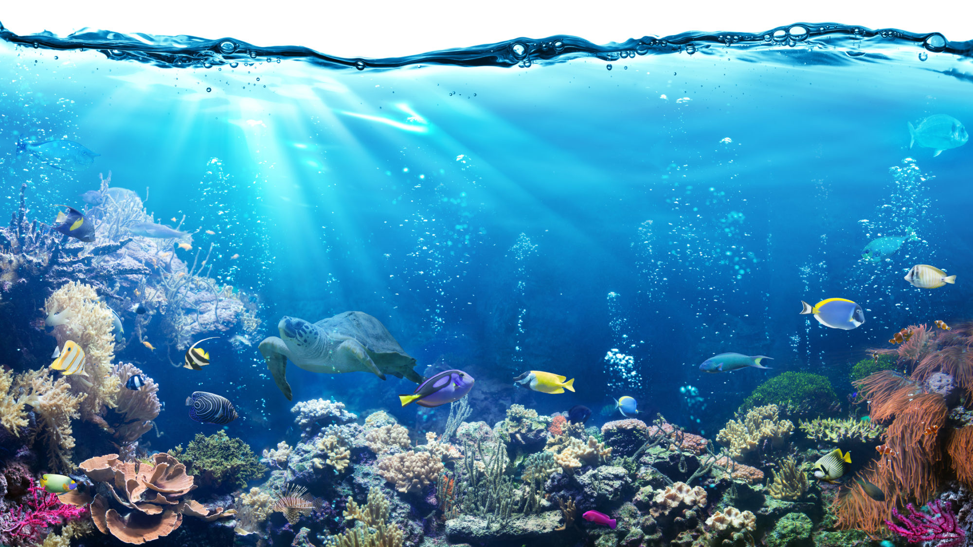 O que juntos podemos fazer para preservar os oceanos