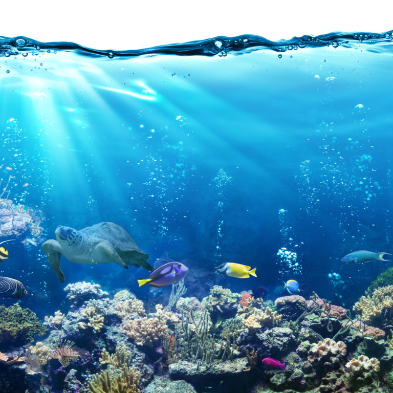 O que juntos podemos fazer para preservar os oceanos